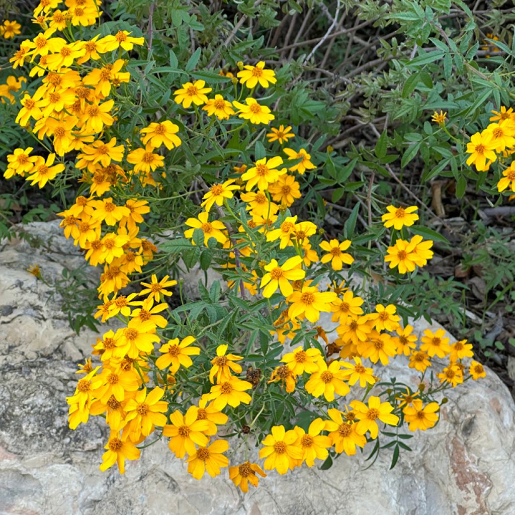 Tagetes lemmonii
