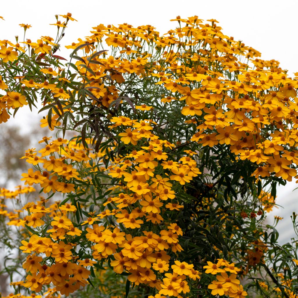 Tagetes lemmonii