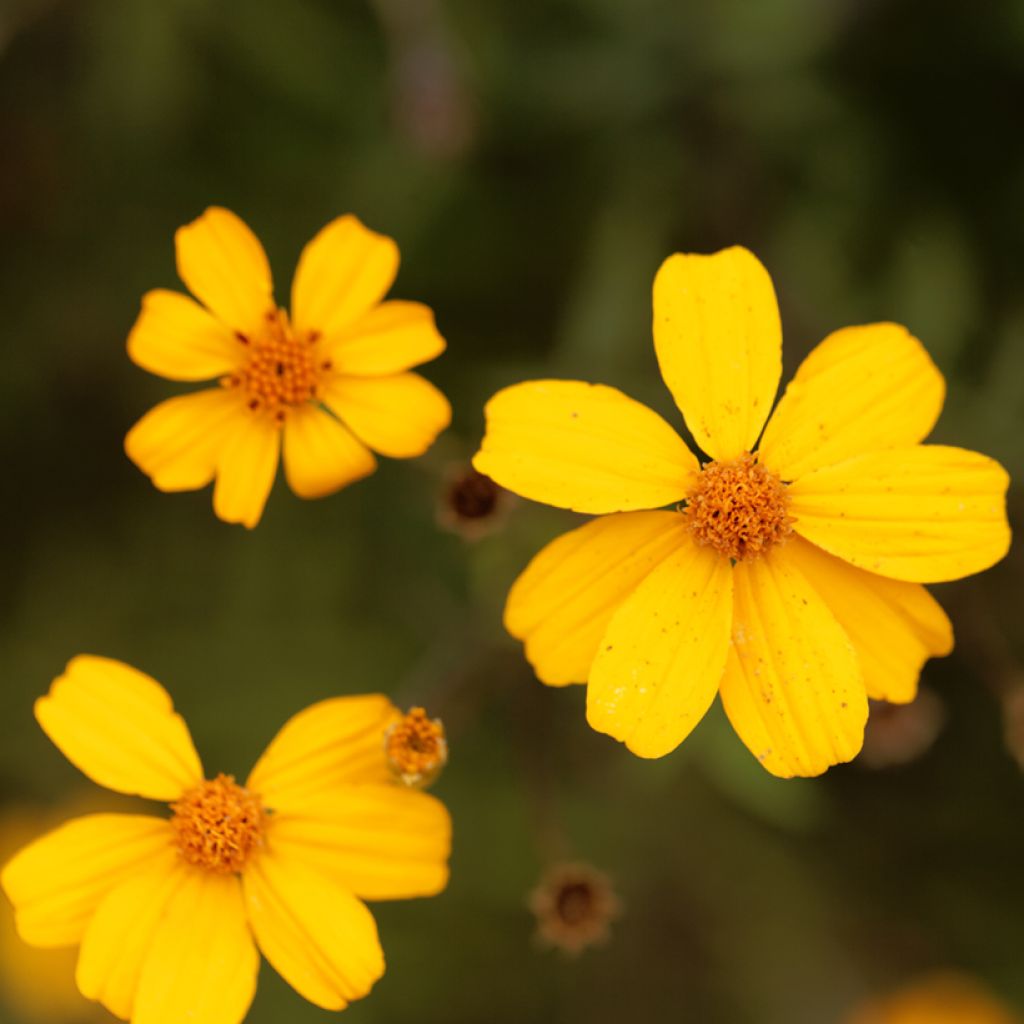 Tagetes lemmonii