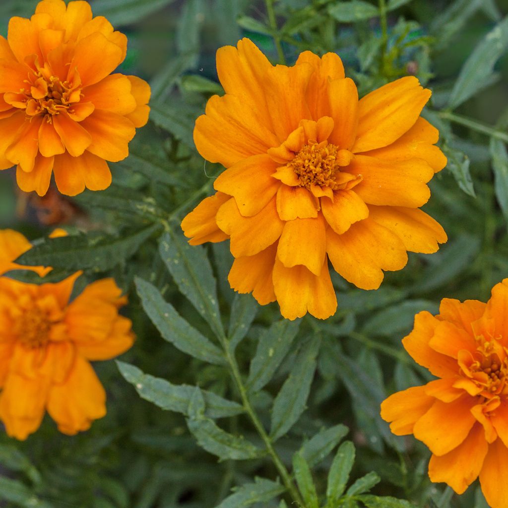 Cravo-túnico Durango Tangerine em sementes - Tagetes patula