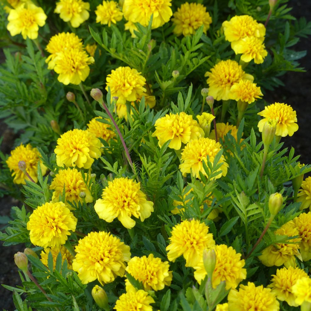 Cravo-túnico Petite Citroengeel em sementes - Tagetes patula nana