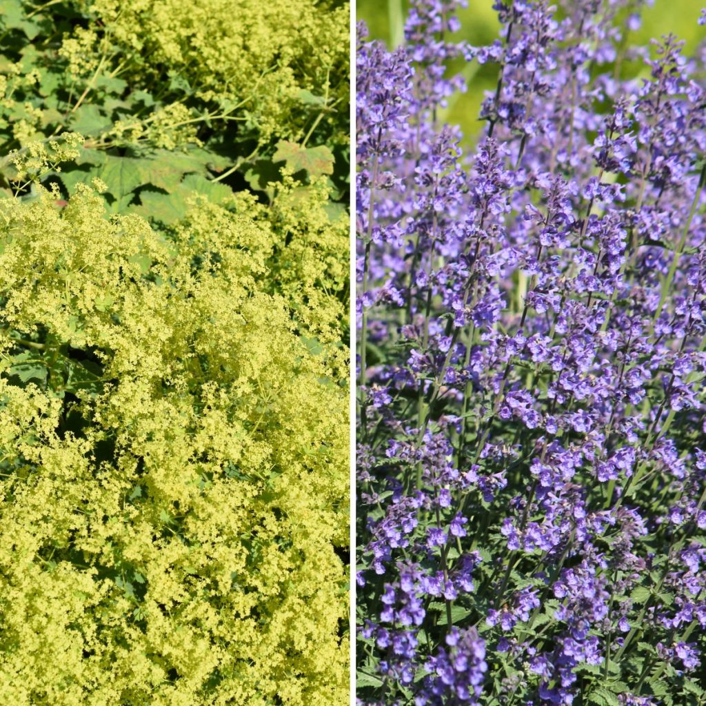 Tapete Amarelo e Azul, alquemilas e ervas-dos-gatos