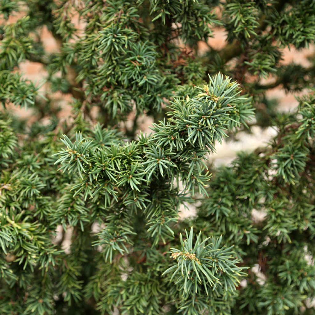 Taxus baccata Cristata
