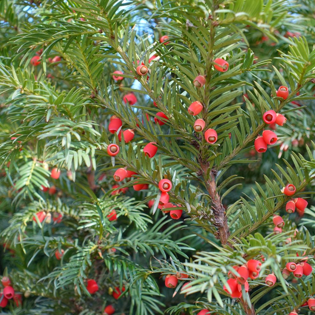 Taxus baccata - Teixo