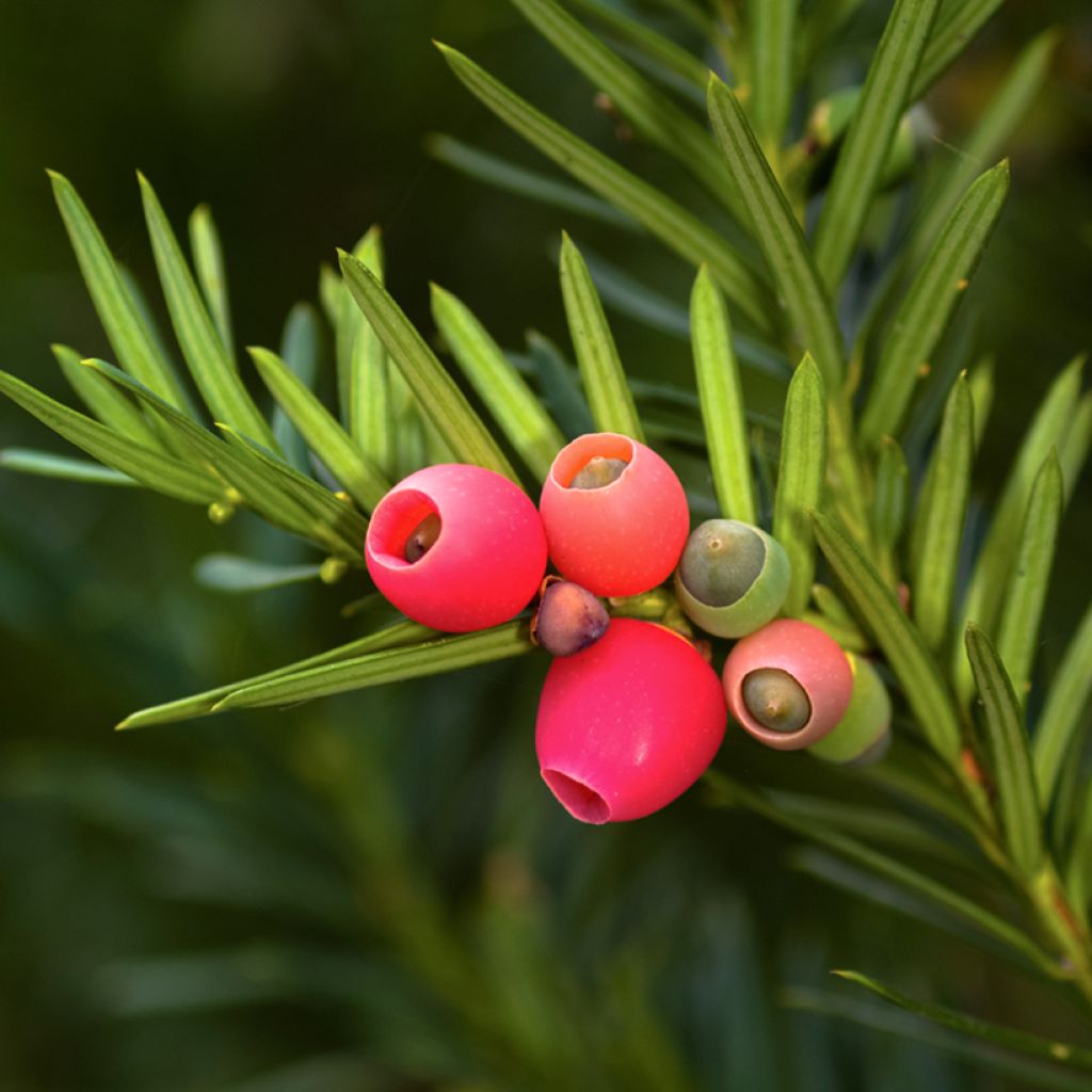 Taxus baccata - Teixo