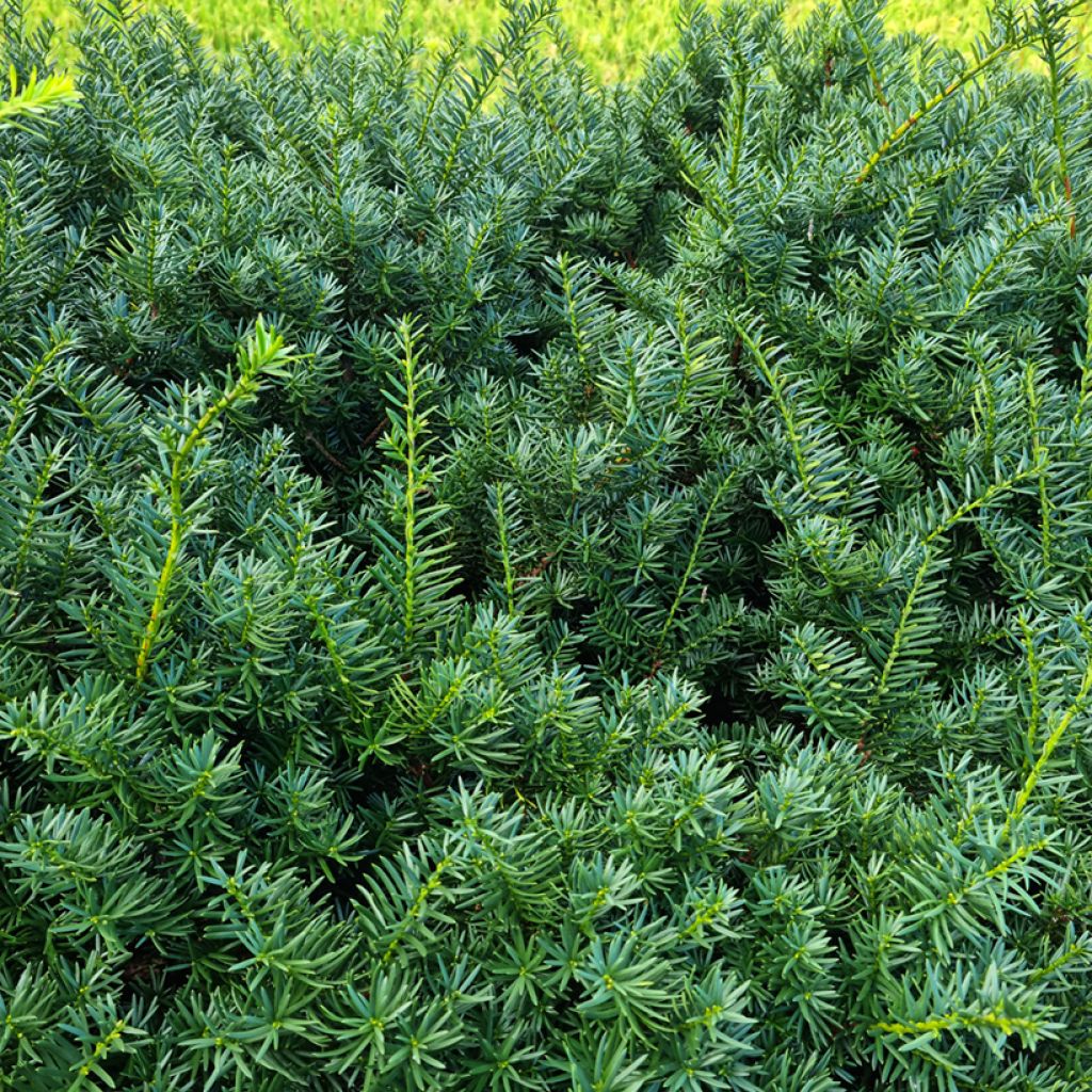 Taxus baccata - Teixo