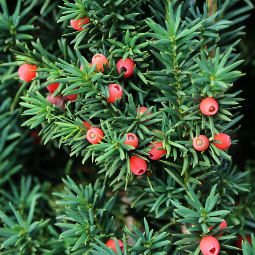 Taxus baccata - Teixo