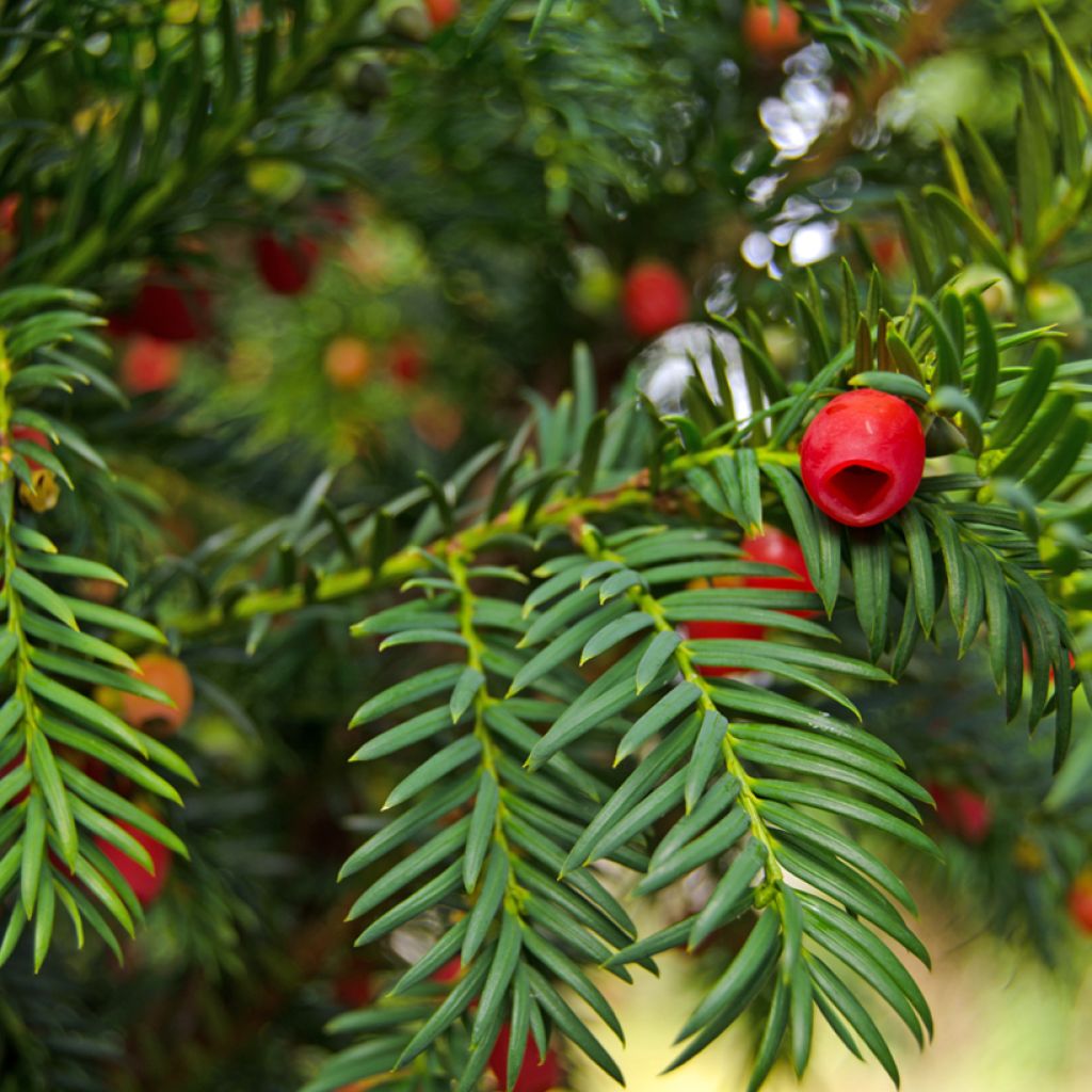 Taxus baccata - Teixo