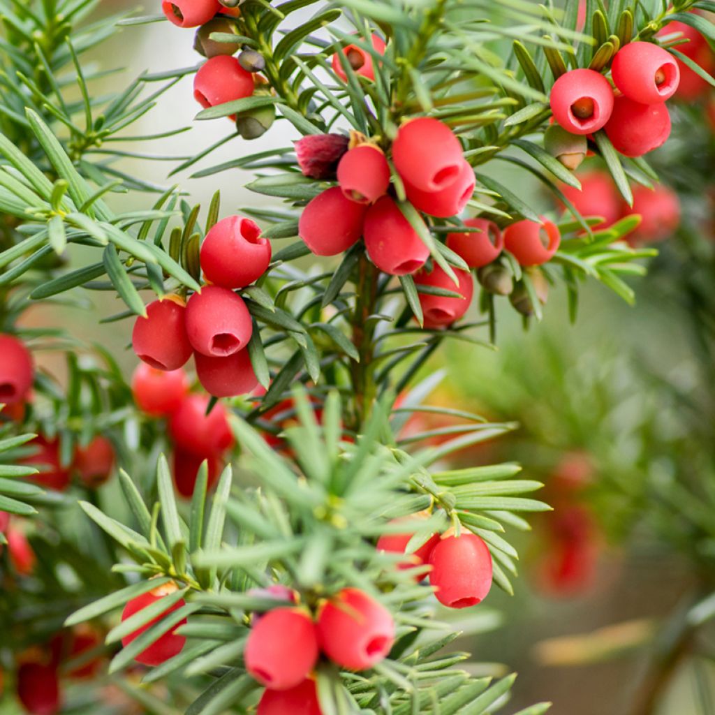 Taxus baccata - Teixo