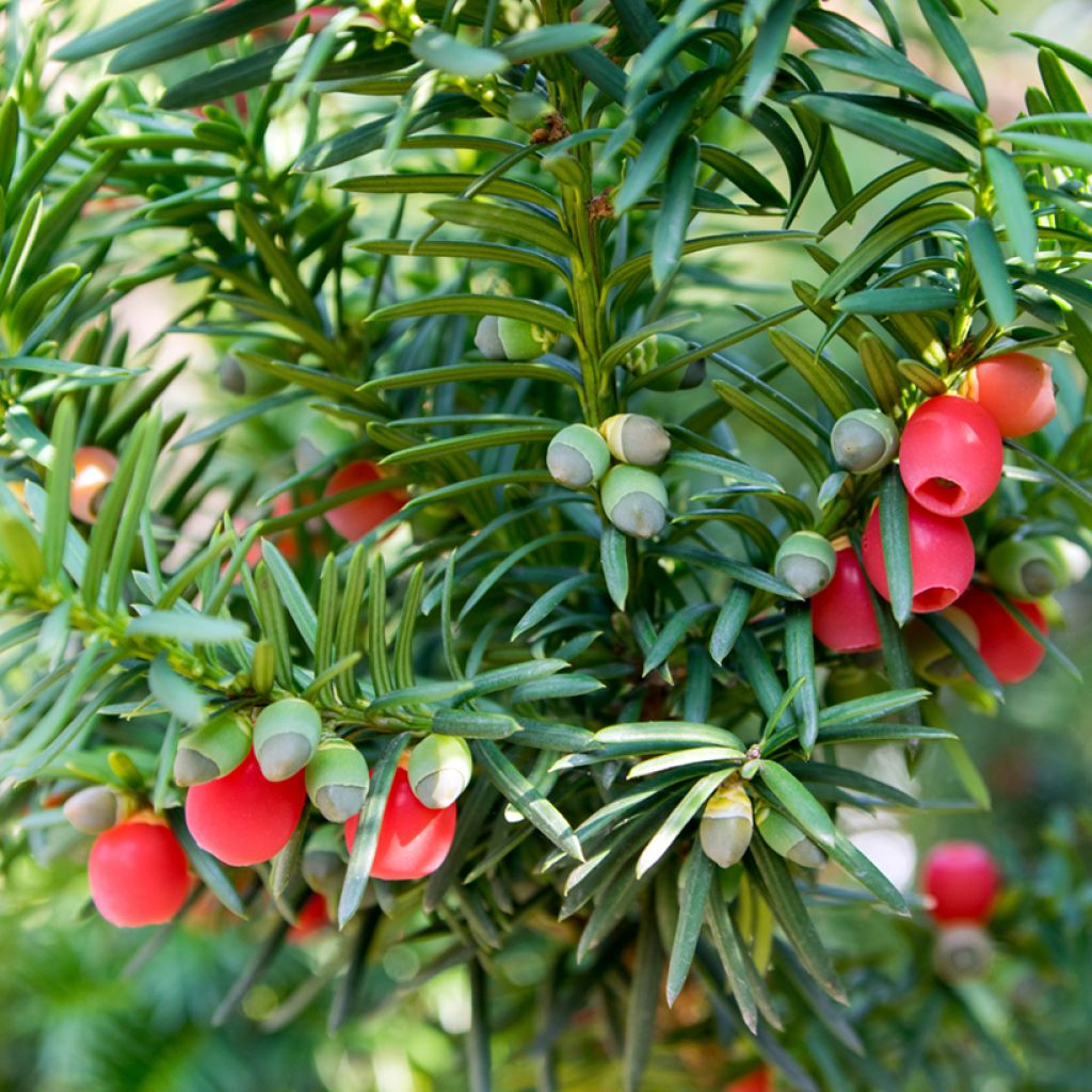 Taxus baccata - Teixo