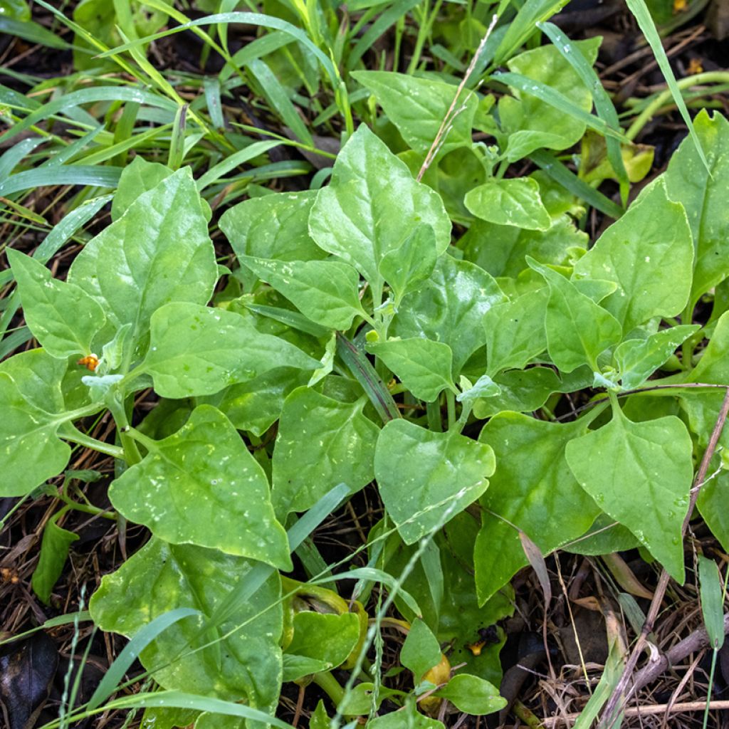 Espinafre-da-Nova-Zelândia - Tetragonia tetragonoides
