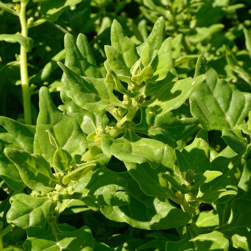 Espinafre-da-Nova-Zelândia - Ferme de Sainte Marthe