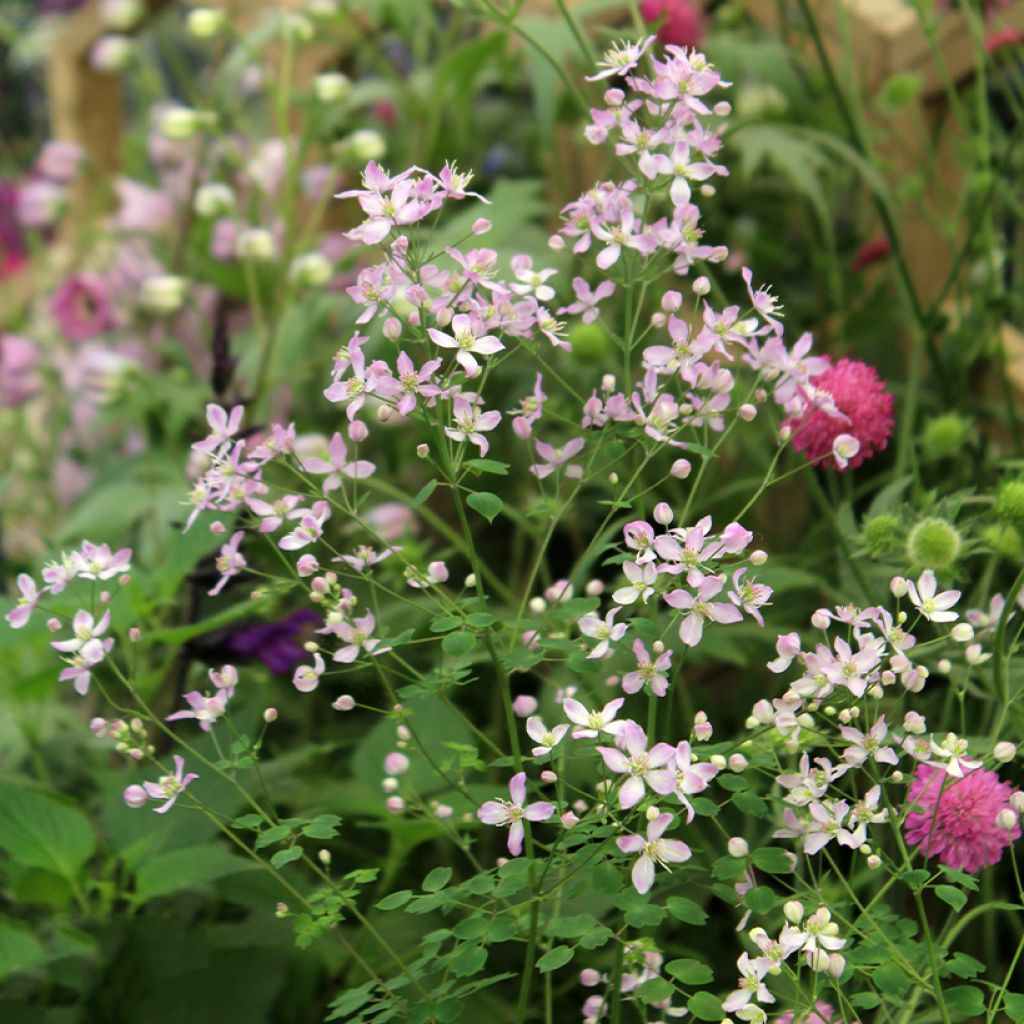 Thalictrum × aquilegifolium Fairy Wings
