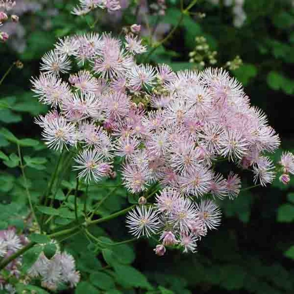 Thalictrum aquilegifolium - Pigamon