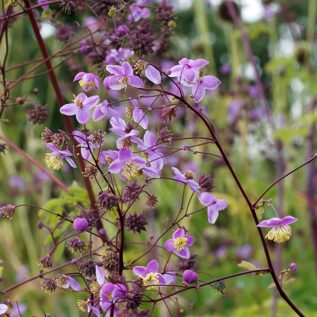 Thalictrum × delavayi Splendide
