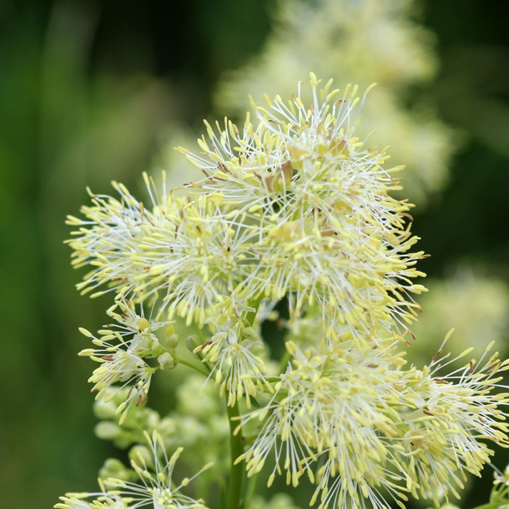 Thalictrum sphaerostachyum
