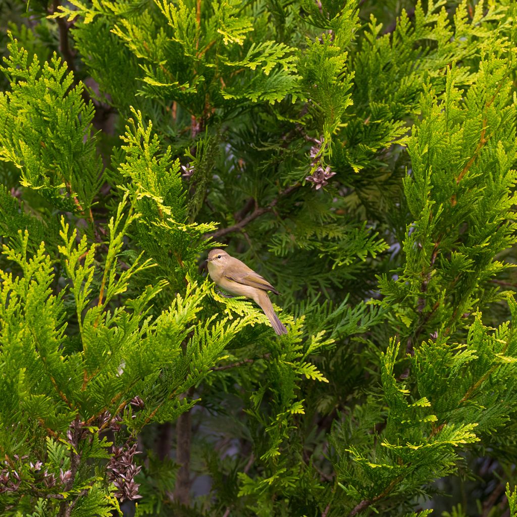 Thuja occidentalis Golden Smaragd - Tuia-ocidental