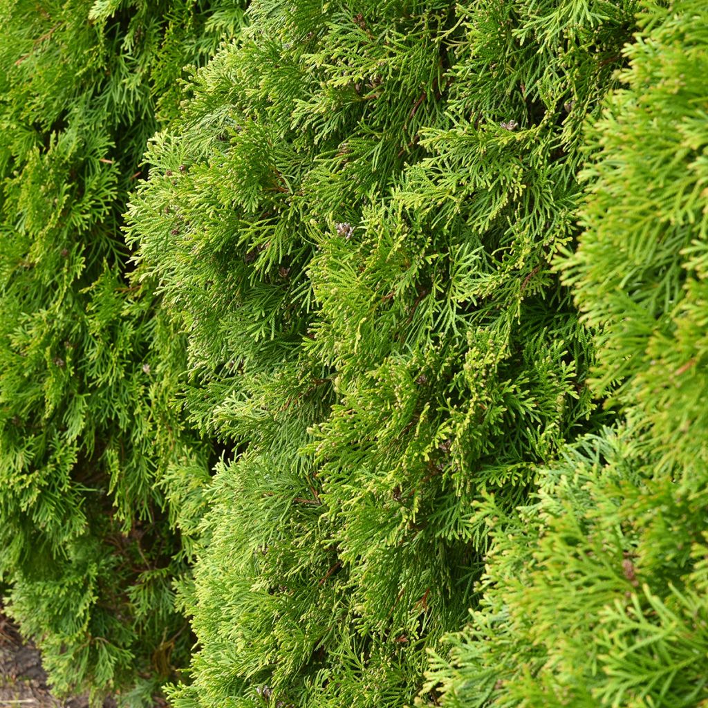 Thuja occidentalis Kordes - Tuia-ocidental