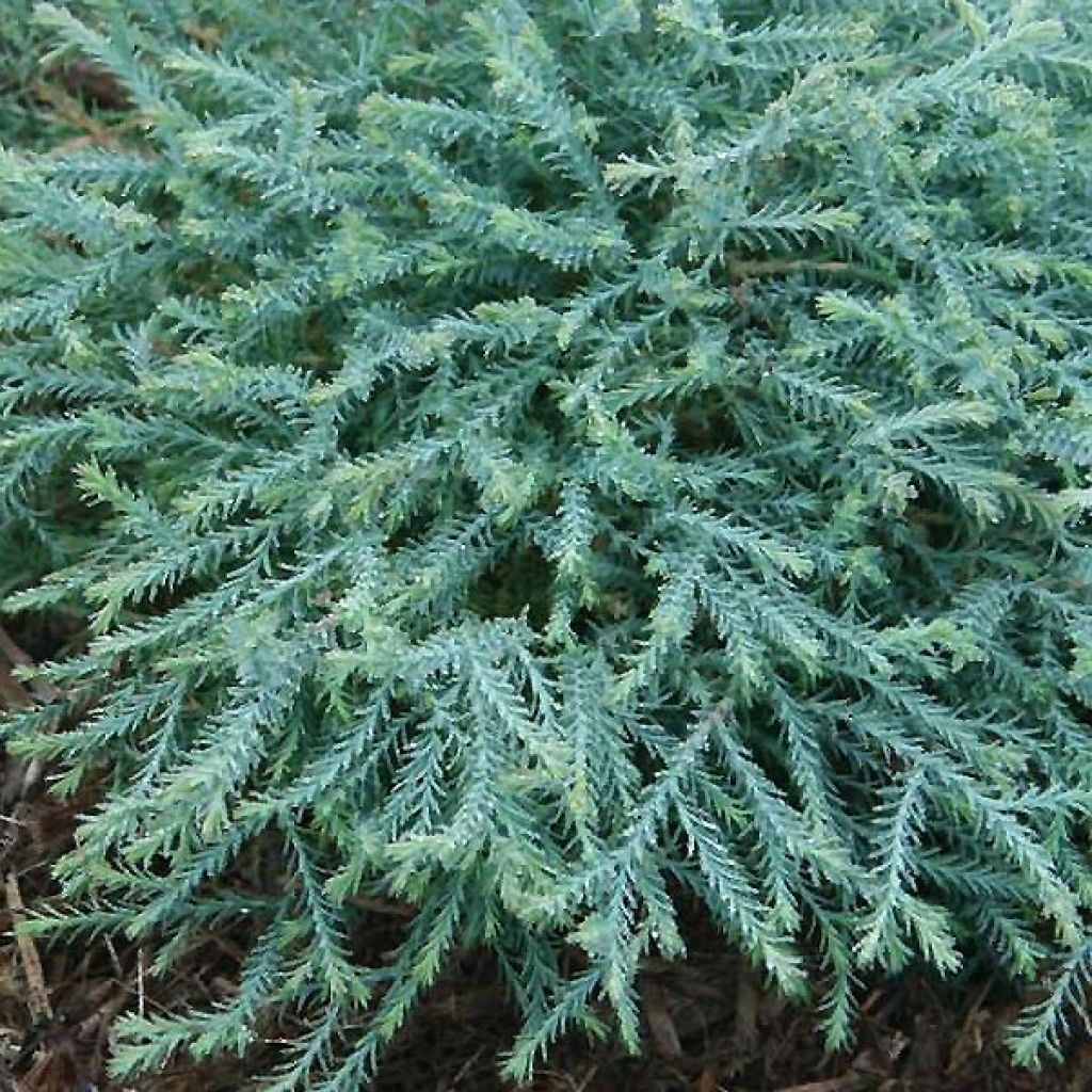Thuja occidentalis Pancake Concesarini - Tuia-ocidental