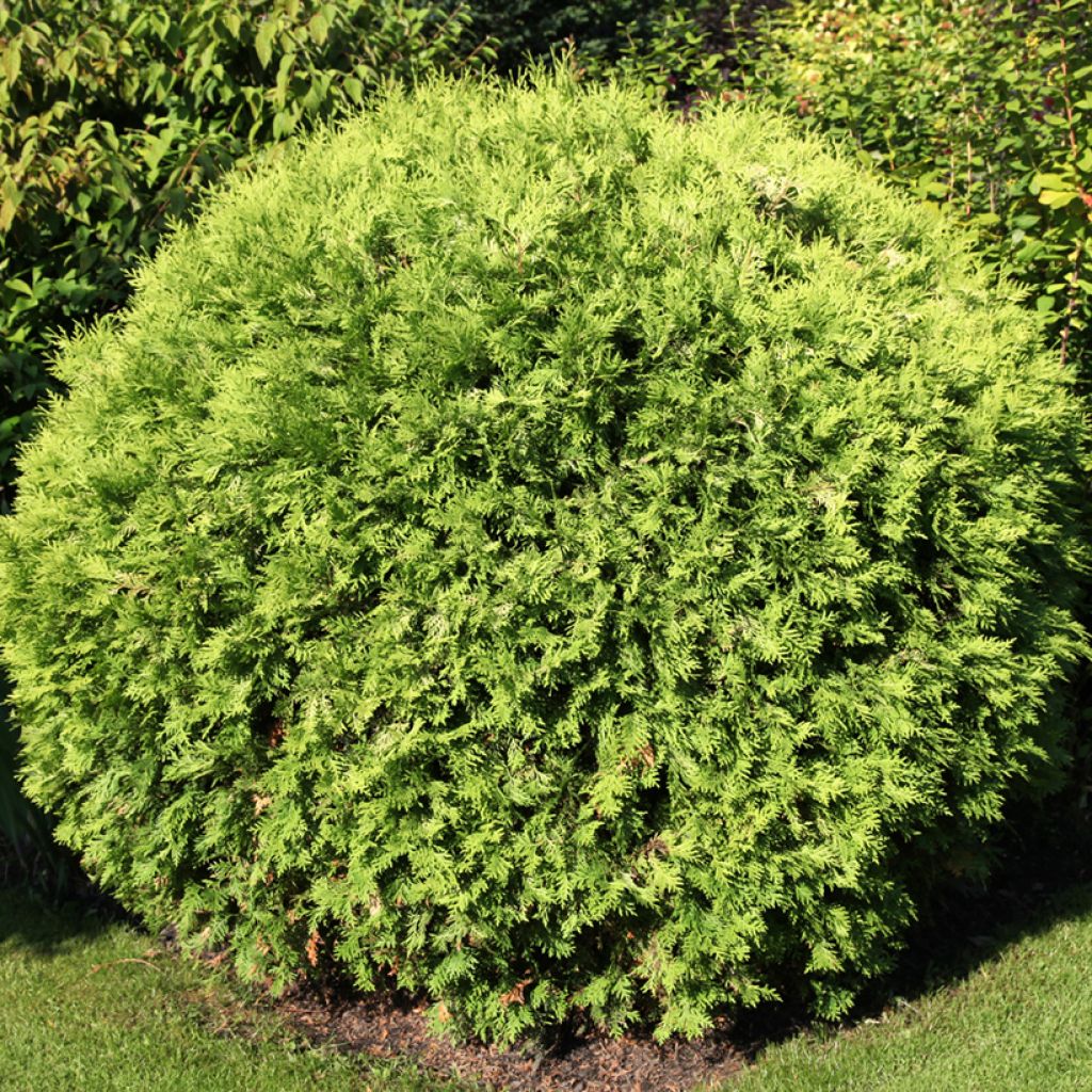 Thuja occidentalis Selena - Tuia-ocidental
