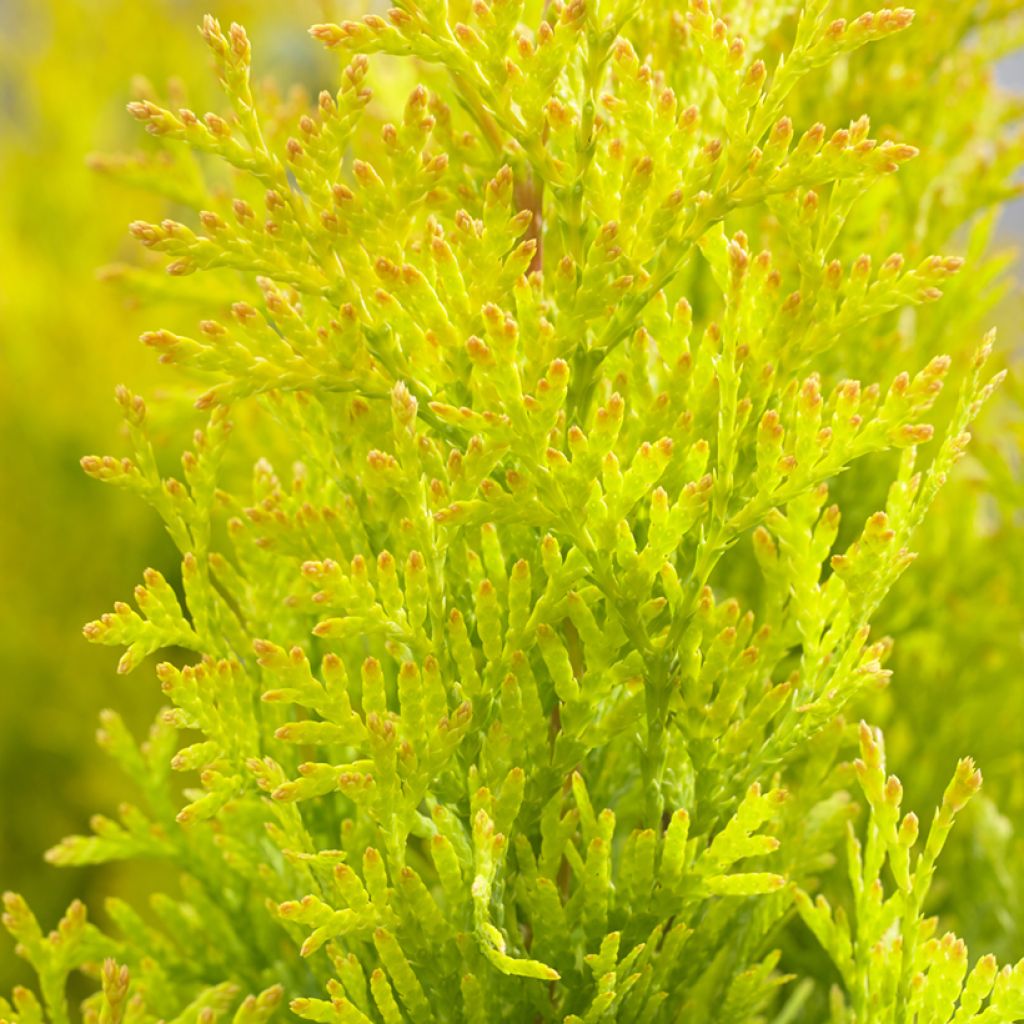 Thuja occidentalis Sunny Smaragd - Tuia-ocidental