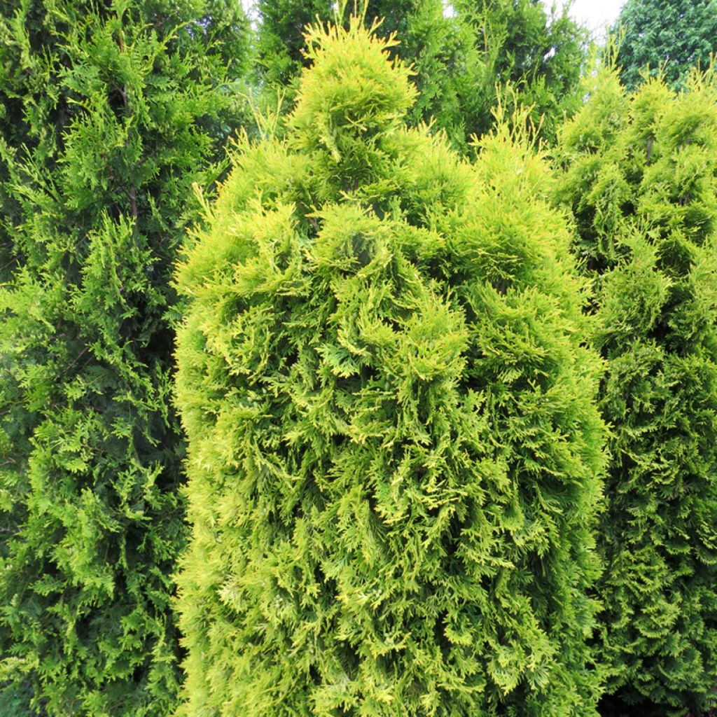Thuja occidentalis Sunny Smaragd - Tuia-ocidental