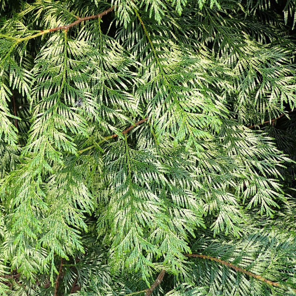 Thuja plicata Zebrina - Tuia-gigante
