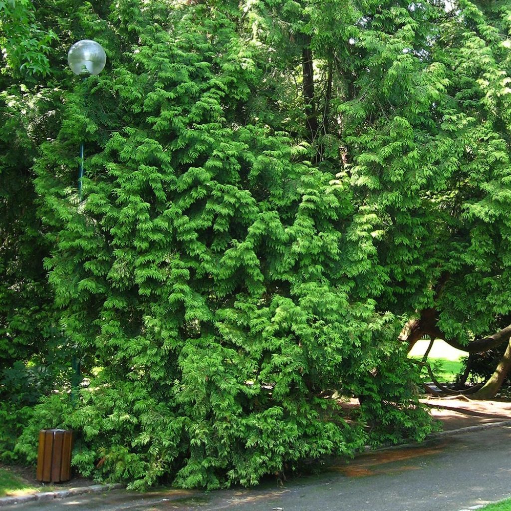 Thuja plicata Zebrina - Tuia-gigante