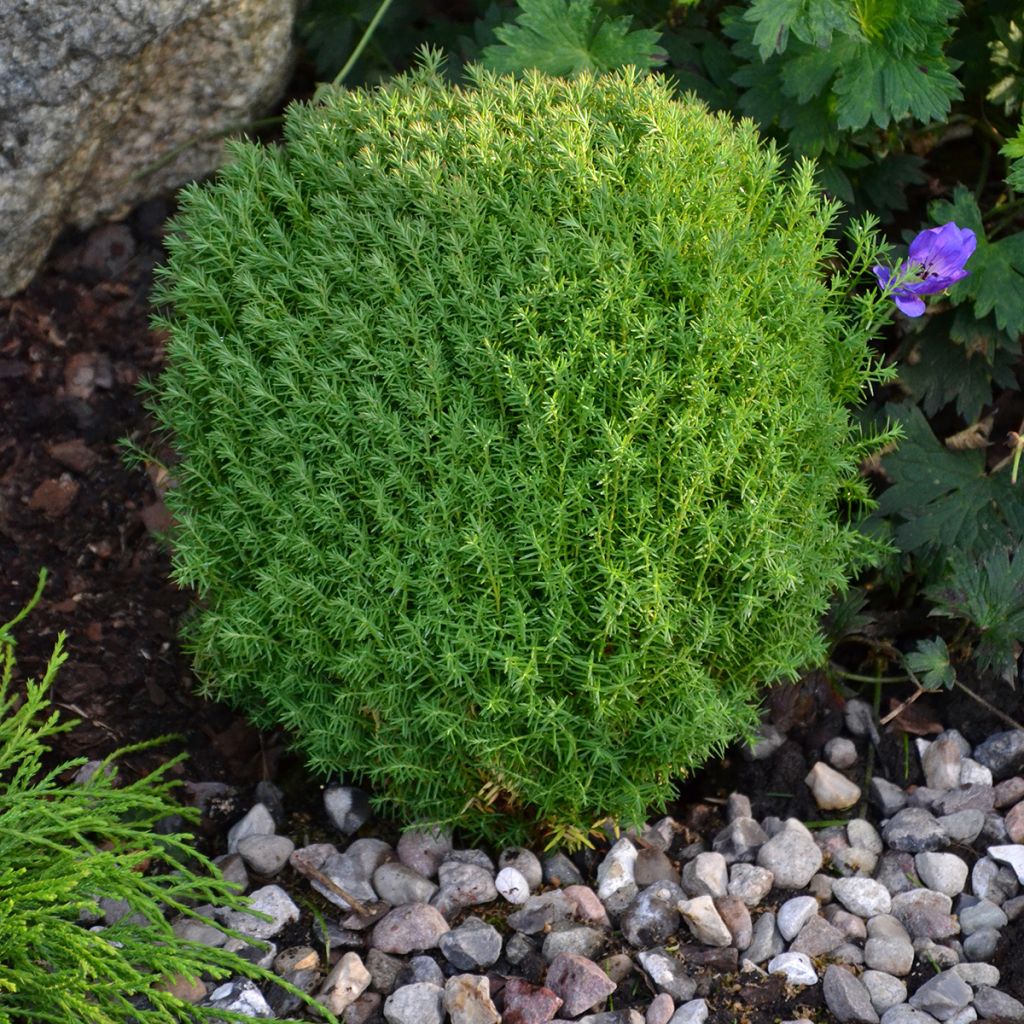 Thuja occidentalis Teddy - Tuia-ocidental