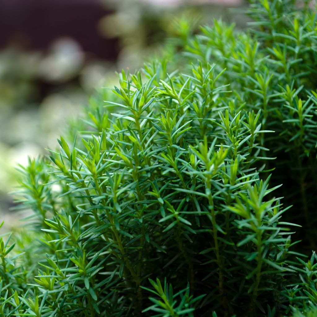 Thuja occidentalis Teddy - Tuia-ocidental