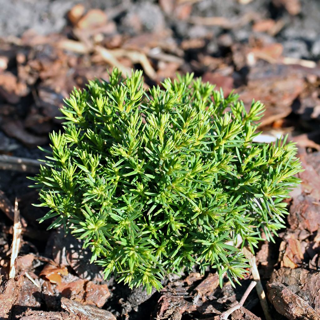 Thuja occidentalis Teddy - Tuia-ocidental