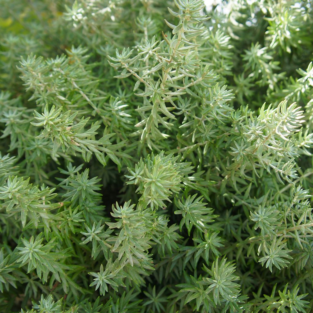 Thuja occidentalis Teddy - Tuia-ocidental