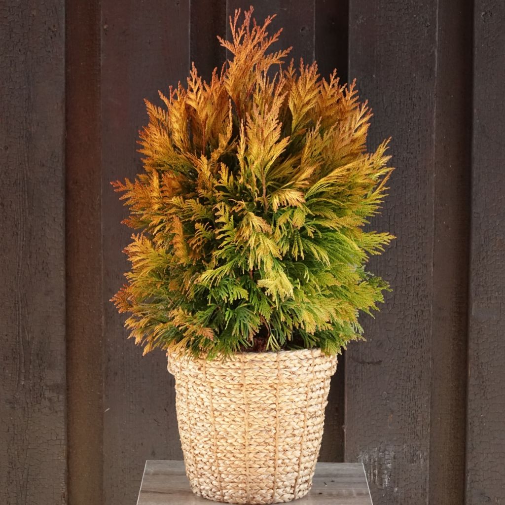 Thuja plicata 4 Ever Goldy - Tuia-gigante