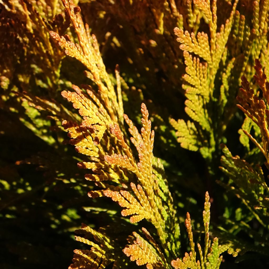 Thuja plicata 4 Ever Goldy - Tuia-gigante