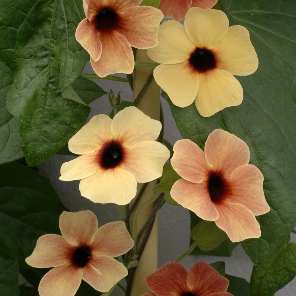 Thunbergia alata African Sunset em sementes
