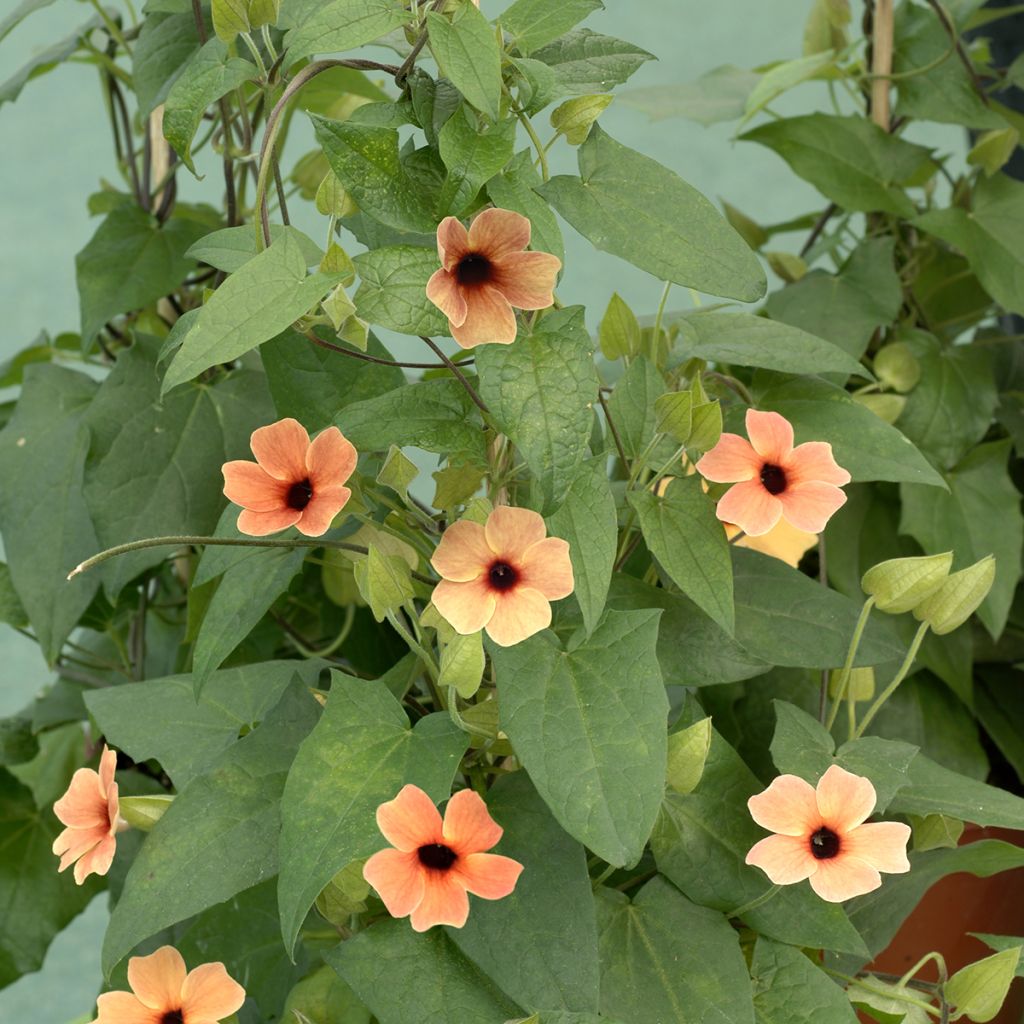 Thunbergia alata African Sunset em sementes