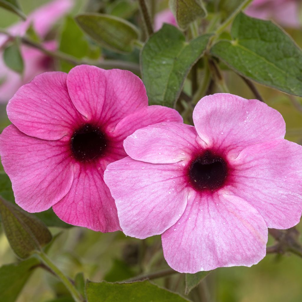 Thunbergia alata Sunny Suzy Rose Sensation