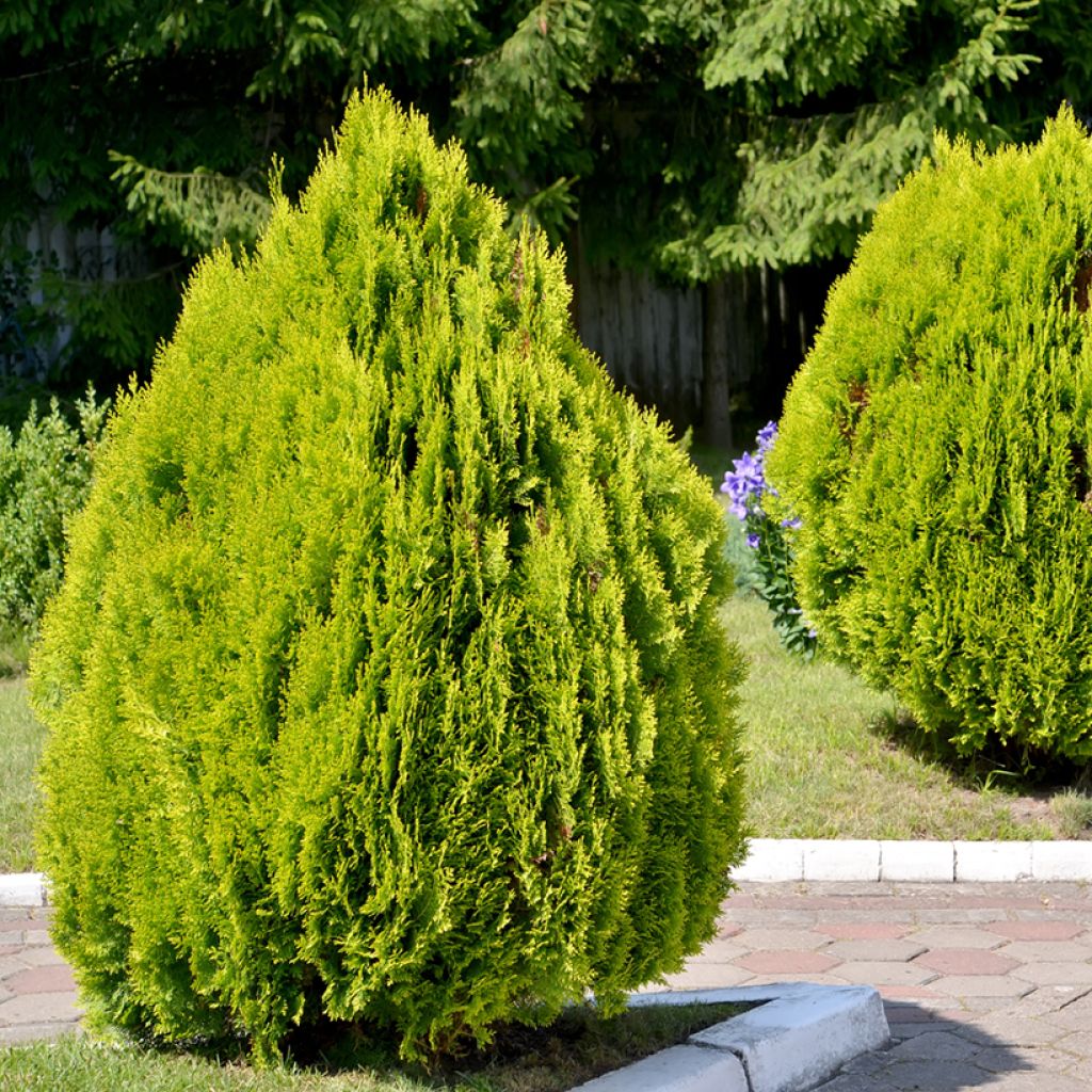 Thuja orientalis Pyramidalis Aurea - Tuia-oriental