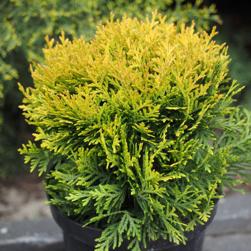 Thuja occidentalis Globosa Aurea - Tuia-ocidental