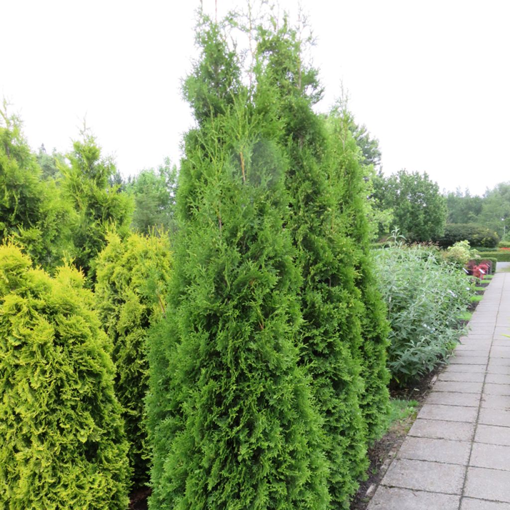 Thuja occidentalis King of Brabant - Tuia-ocidental