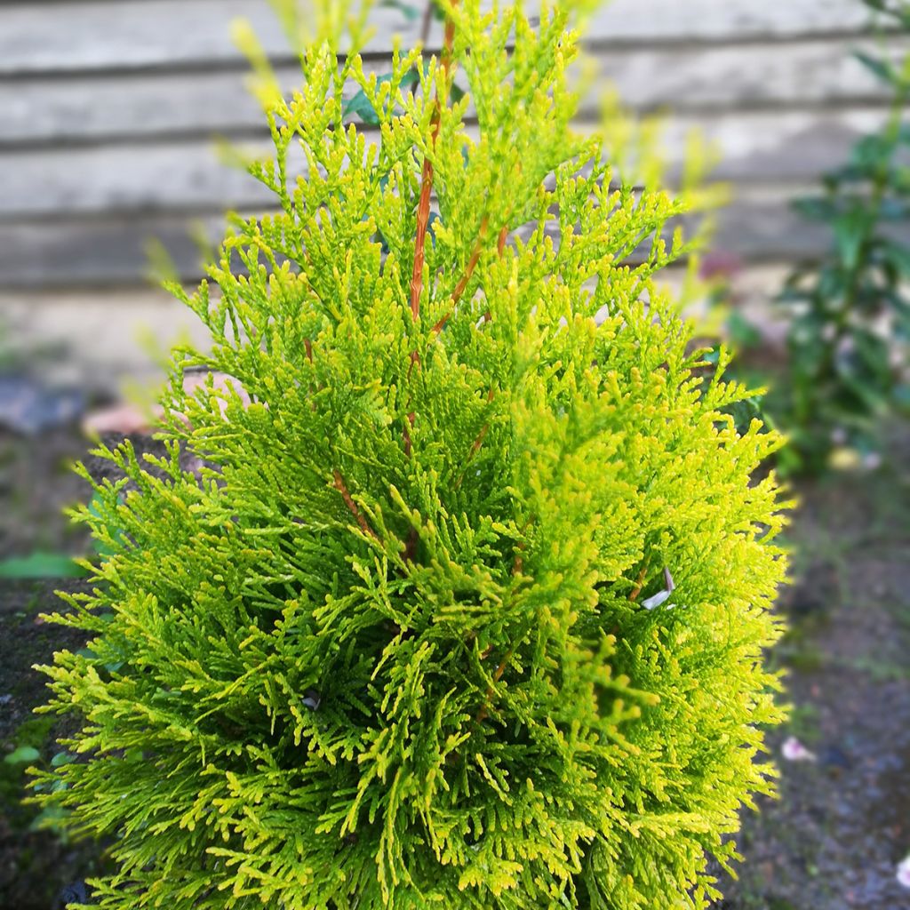 Thuja occidentalis Malonyana Aurea - Tuia-ocidental
