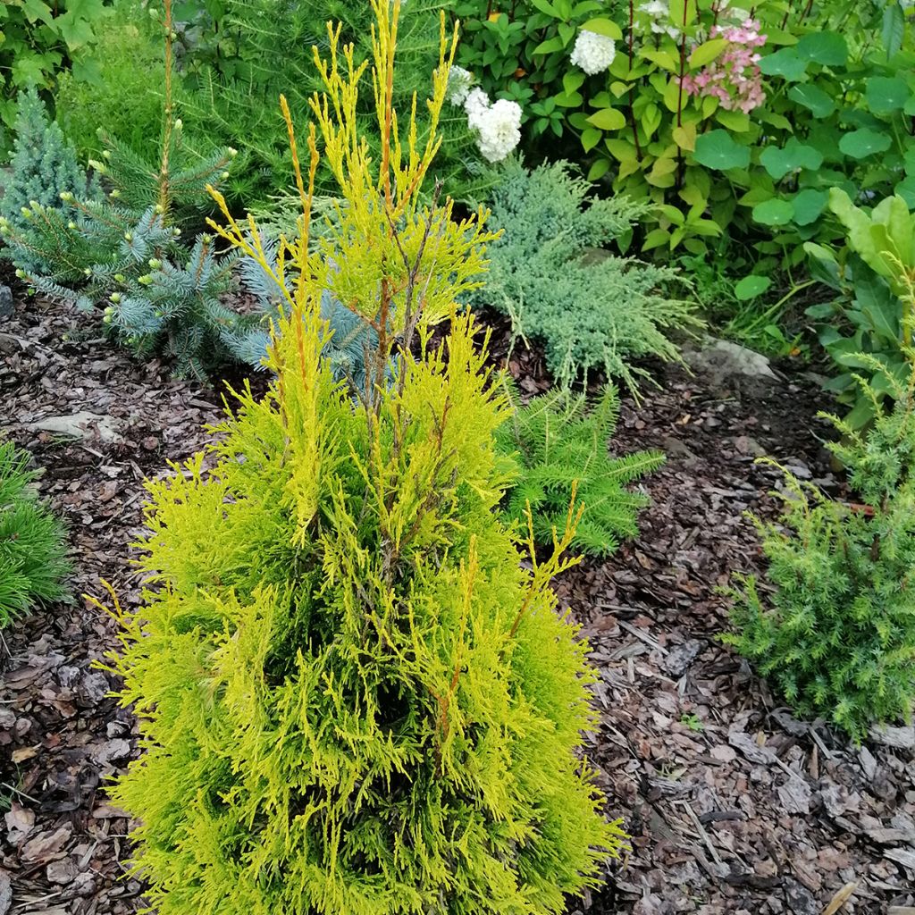 Thuja occidentalis Malonyana Aurea - Tuia-ocidental