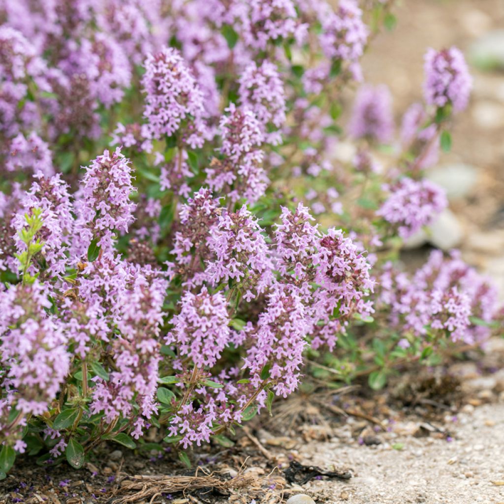 Thymus × citriodorus Lammefjord - Tomilho-limão