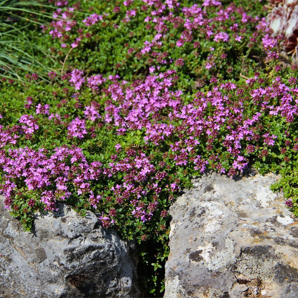Thymus serpyllum Magic Carpet - Tomilho-serpão