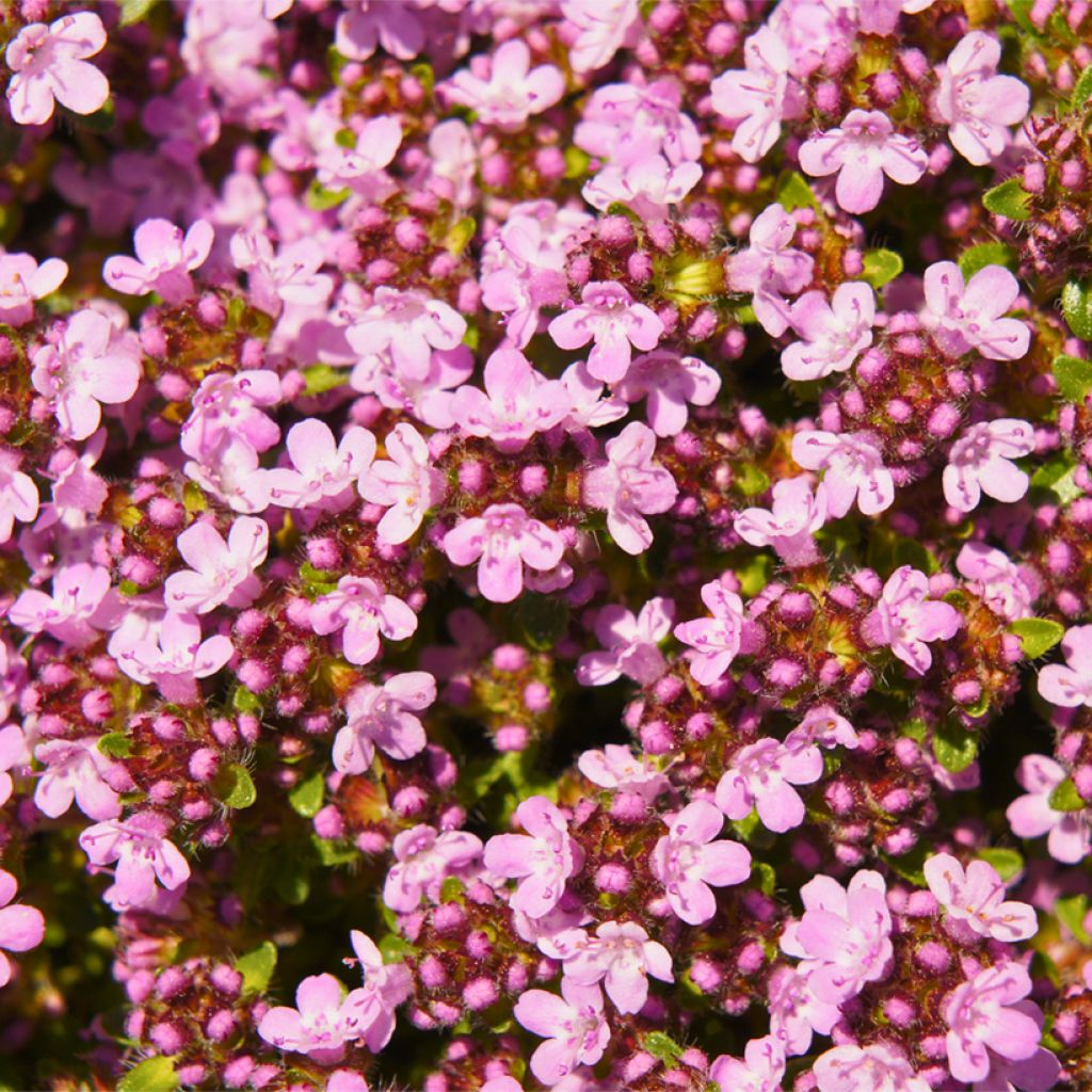 Thymus serpyllum Magic Carpet - Tomilho-serpão