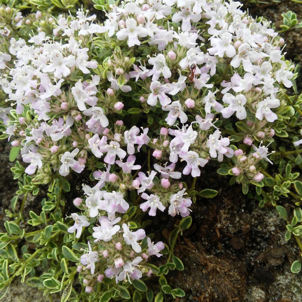Thymus praecox Highland Cream - Tomilho-rasteiro