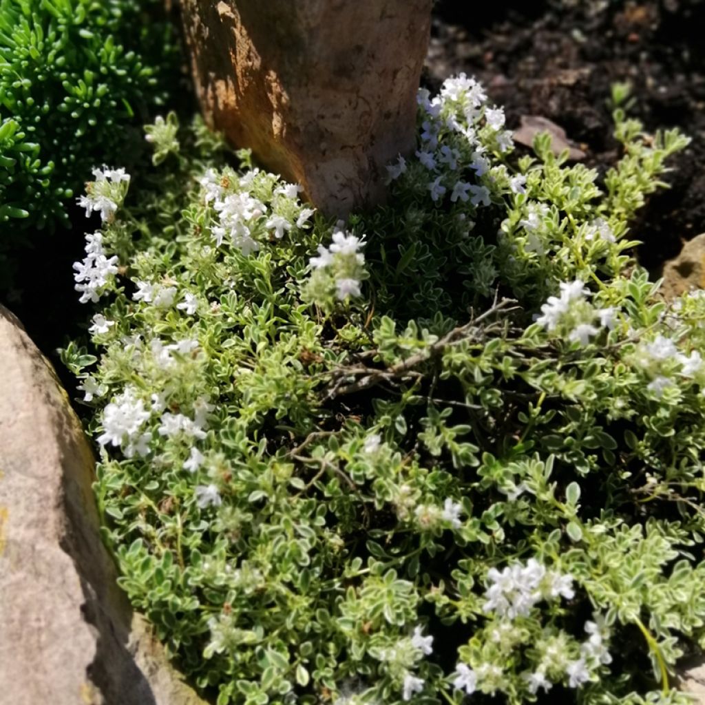 Thymus praecox Highland Cream - Tomilho-rasteiro
