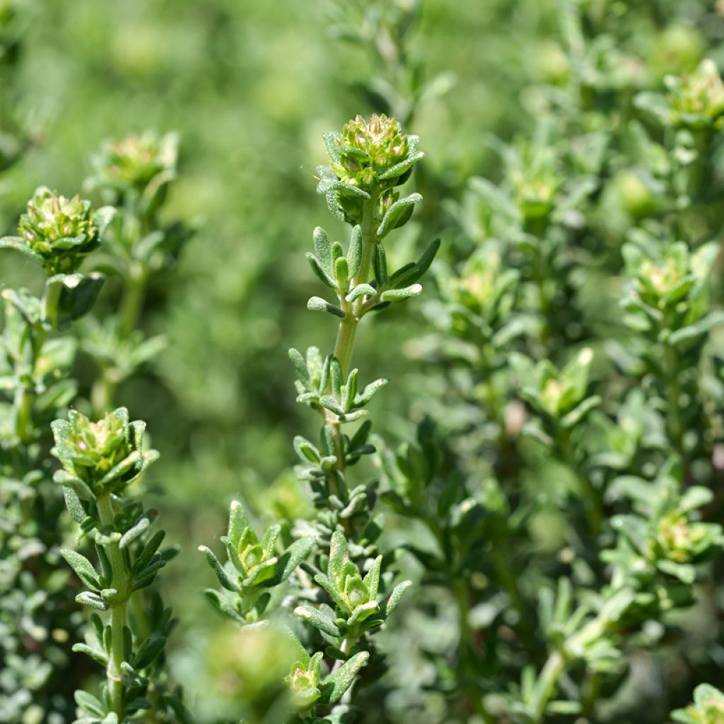 Tomilho-laranja aroma de rosa plantas jovens