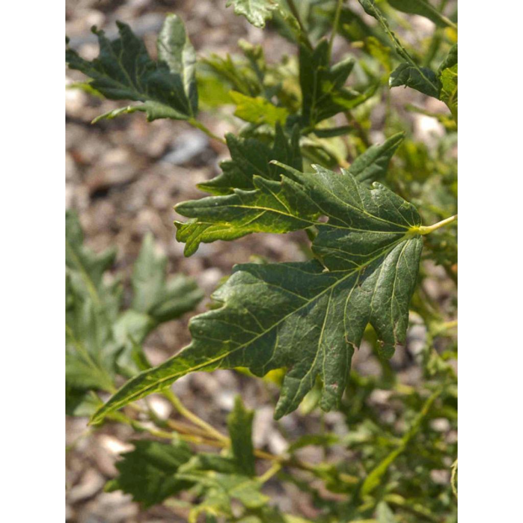Tilia platyphyllos × euchlora Henryk Eder