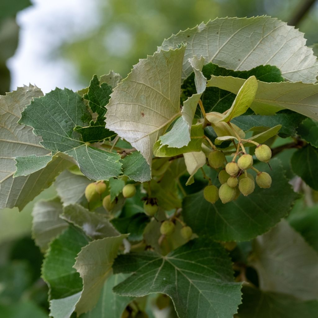 Tilia tomentosa